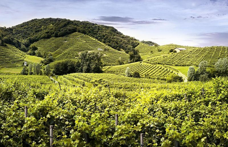 famous italian vineyards